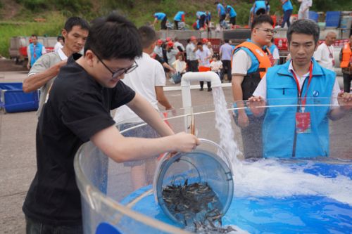 长江鲟放流现场。孙恺摄