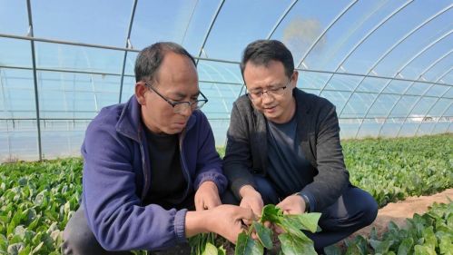 李广栋和韩发兴查看菠菜长势。王文霞摄