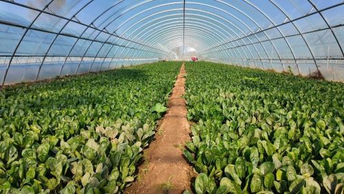 大棚内蔬菜长势喜人。王文霞摄